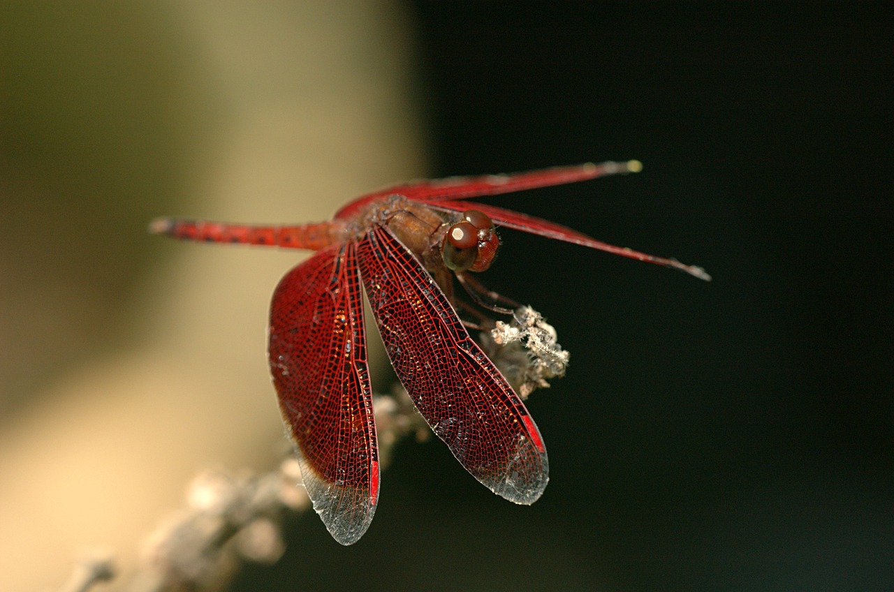 How the Robotic Dragonfly is Transforming UAV Technologies